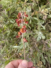 Swainsona stipularis