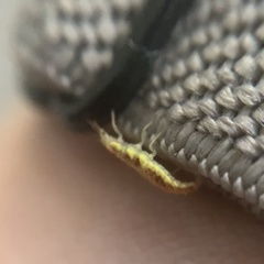 Chrysoperla