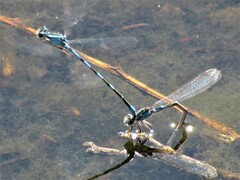 Enallagma carunculatum