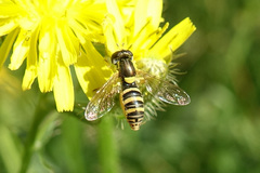 Sphaerophoria sulphuripes