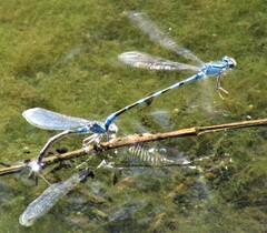 Enallagma carunculatum