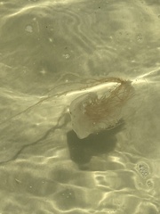 Chrysaora chesapeakei