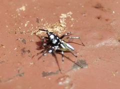 Phintella bifurcilinea