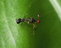 Teleopsis quadriguttata