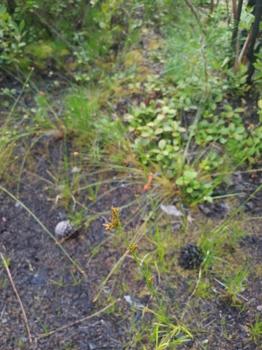 Knieskern's beaksedge (Rhynchospora knieskernii)