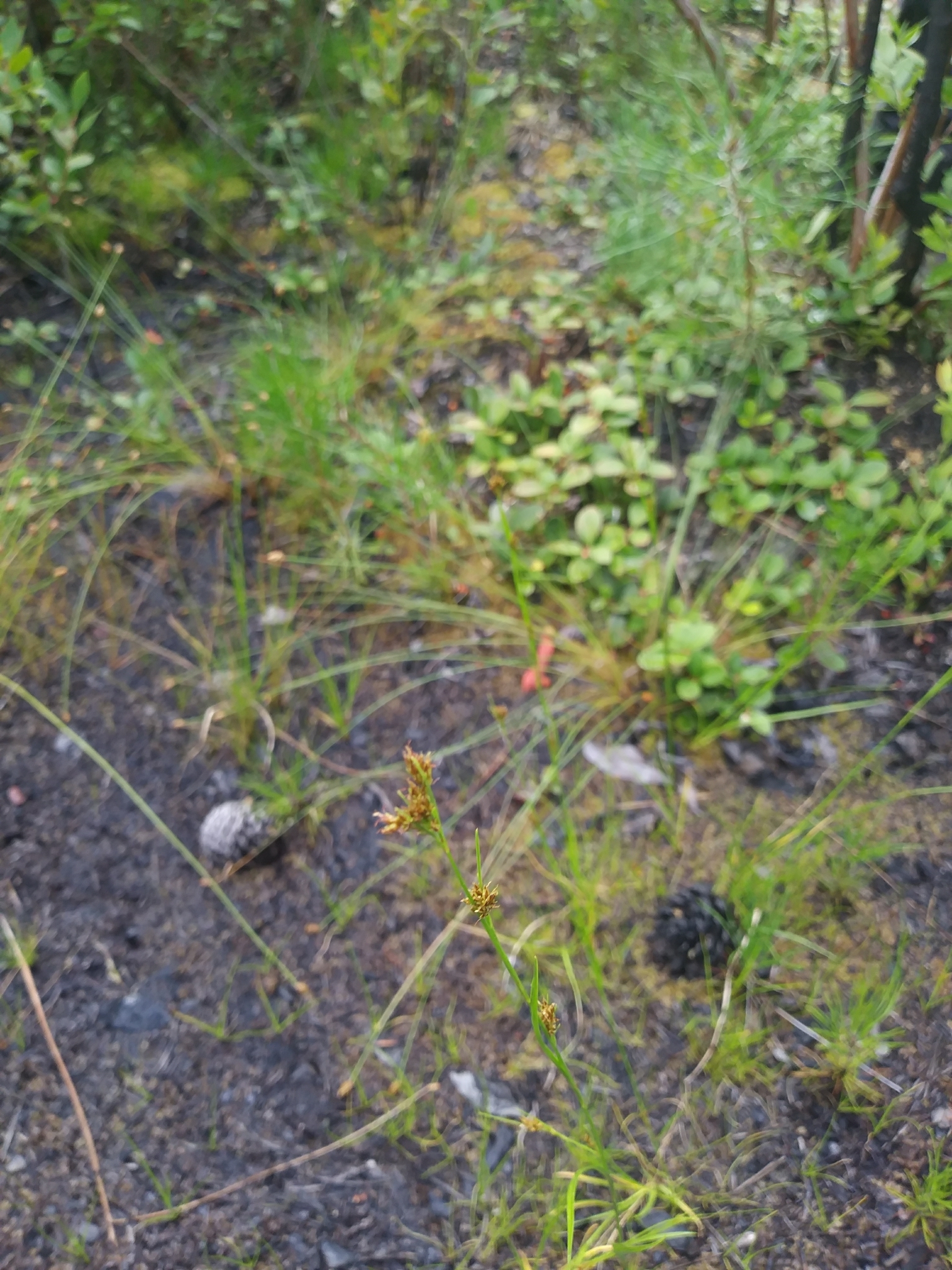 Rhynchospora knieskernii