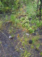 Rhynchospora knieskernii