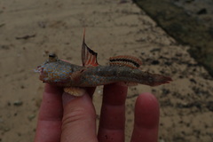 Periophthalmus chrysospilos