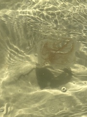 Chrysaora chesapeakei