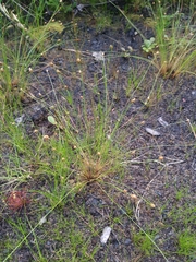Eleocharis tuberculosa