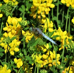 Pachydiplax longipennis