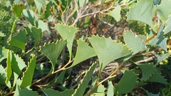 Hakea flabellifolia