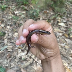 Subdoluseps herberti