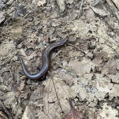 Subdoluseps herberti