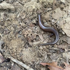 Subdoluseps herberti