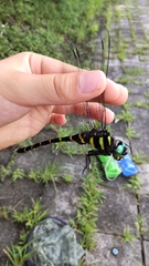 Anotogaster sieboldii sieboldii