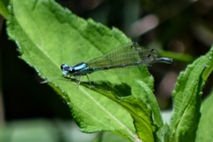 Enallagma