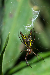 Micrathena pichincha