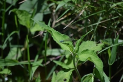 Enallagma