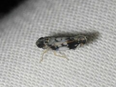 Scaphoideus obtusus