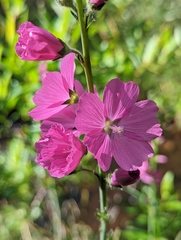 Sidalcea neomexicana