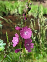 Sidalcea neomexicana