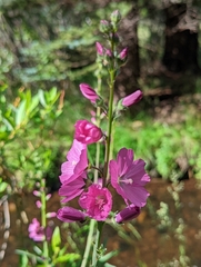 Sidalcea neomexicana