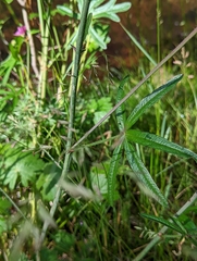Sidalcea neomexicana