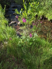 Sidalcea neomexicana