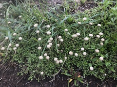 Antennaria monocephala