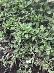 Antennaria monocephala