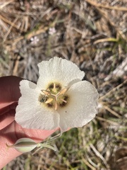 Calochortus howellii