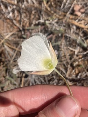 Calochortus howellii