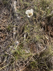 Calochortus howellii