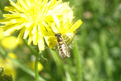 Sphaerophoria sulphuripes