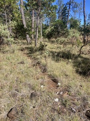 Calochortus howellii