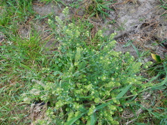 Lepidium bipinnatifidum