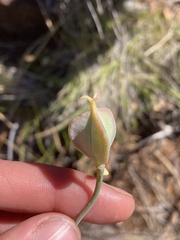 Calochortus howellii