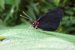 Pereute leucodrosime
