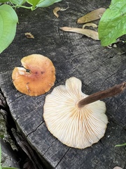 Flammulina velutipes