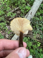 Flammulina velutipes