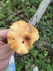 Flammulina velutipes