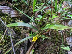 Maxillaria aurea