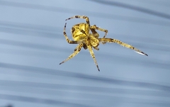 Araneidae