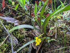 Maxillaria aurea