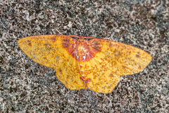 Chrysocraspeda porphyrochlamys