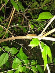 Neoconocephalus nebrascensis