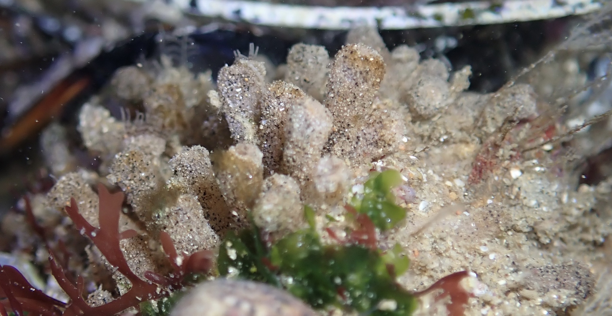 Euherdmania claviformis (Ritter, 1903)