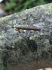 Bantia