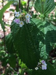 Lantana hirta
